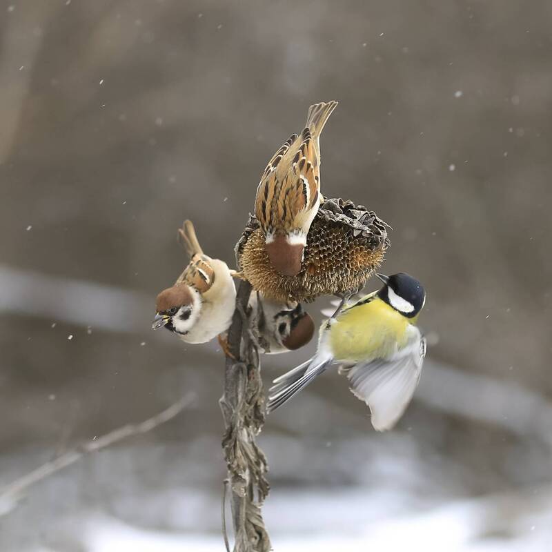 *** фото превью