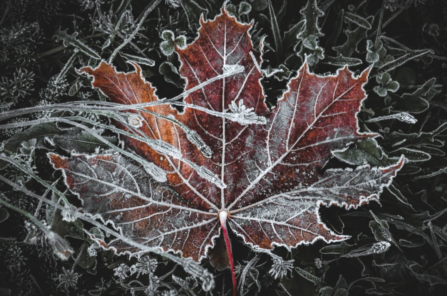 , Махова Настя