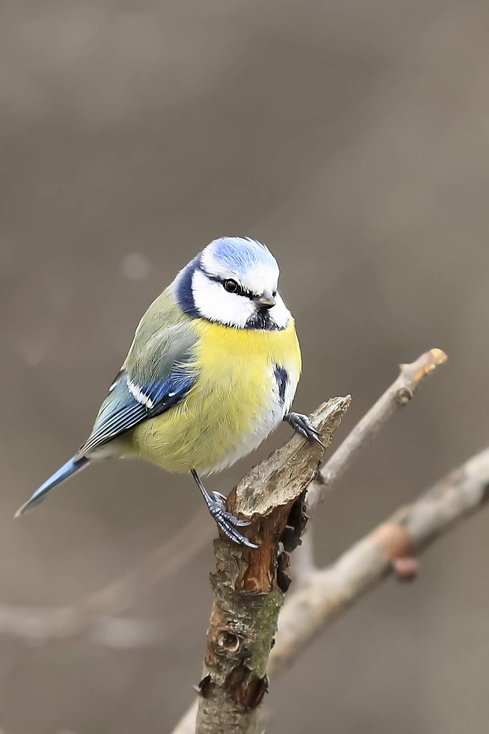 природа, Валерий Черняк