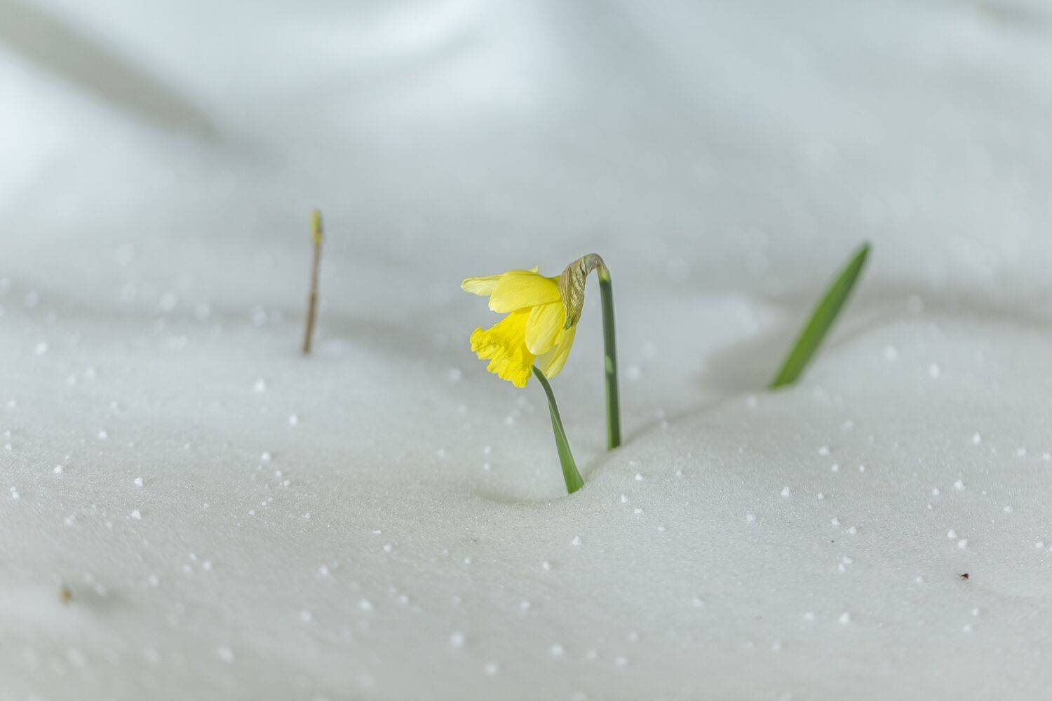 снег,нарцисс,весна, Башкин Георгий