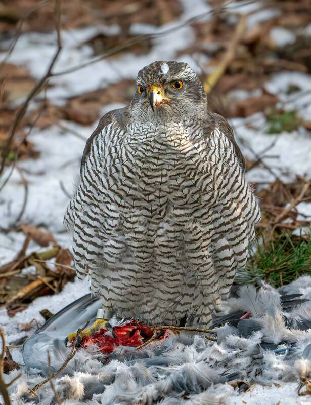 Тетеревятник фото превью