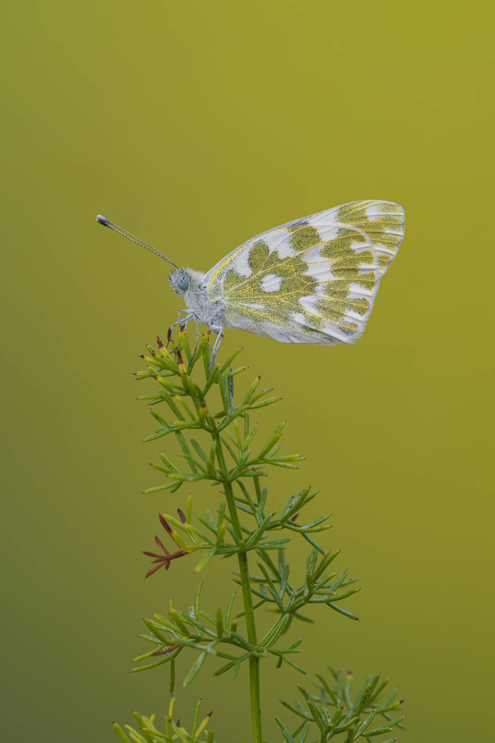 macrophotography, bug, butterfly, Camilla Zocchi