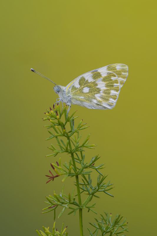 macrophotography, bug, butterfly Christmas star фото превью