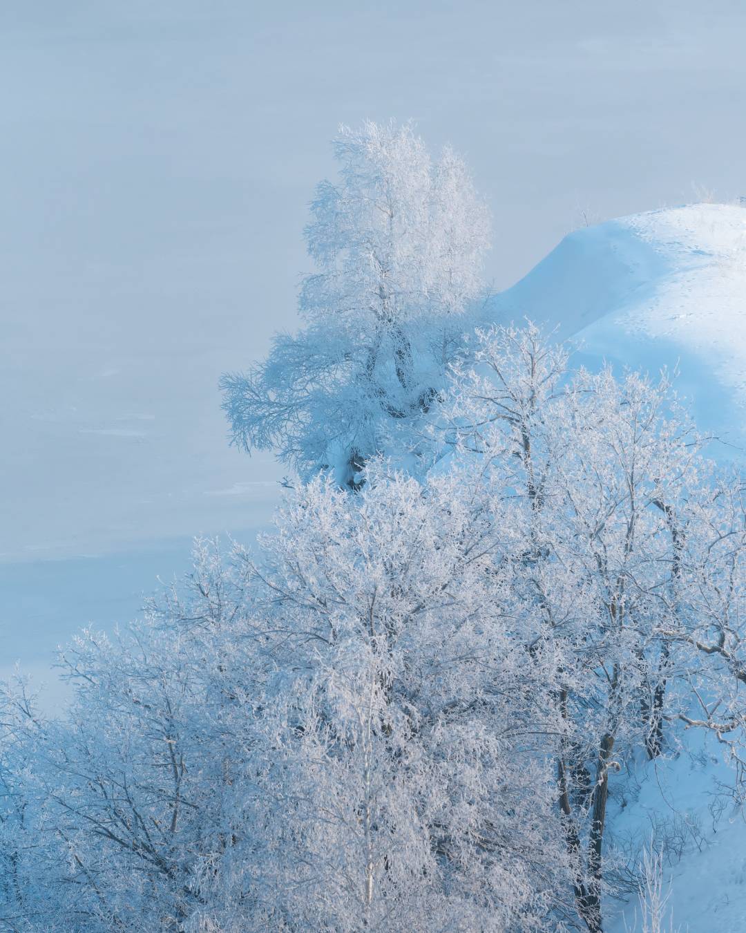 , Алексей Проняхин