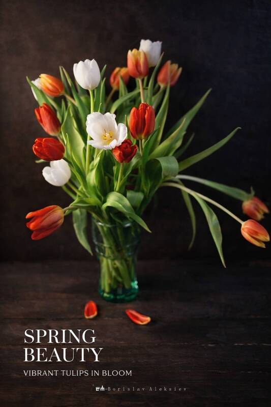 tulip, flowers, dark, light Spring Beauty фото превью