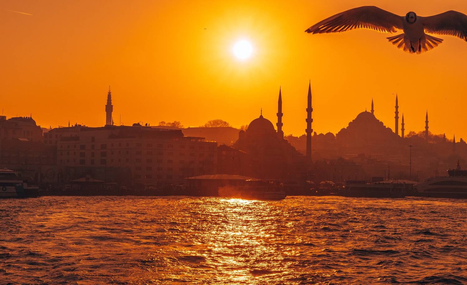 , Трепольский Дмитрий