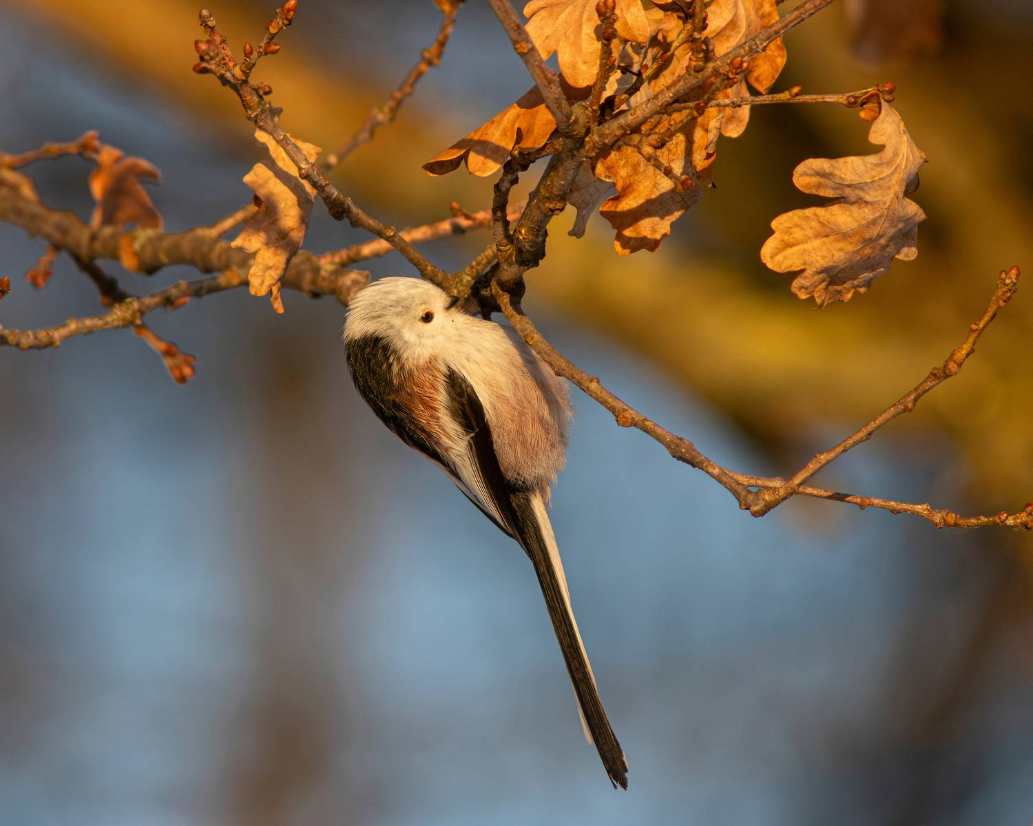 ополовник, длиннохвостая синица, long-tailed tit, aegithalos caudatus, парк имени макса ашманна, Бондаренко Георгий