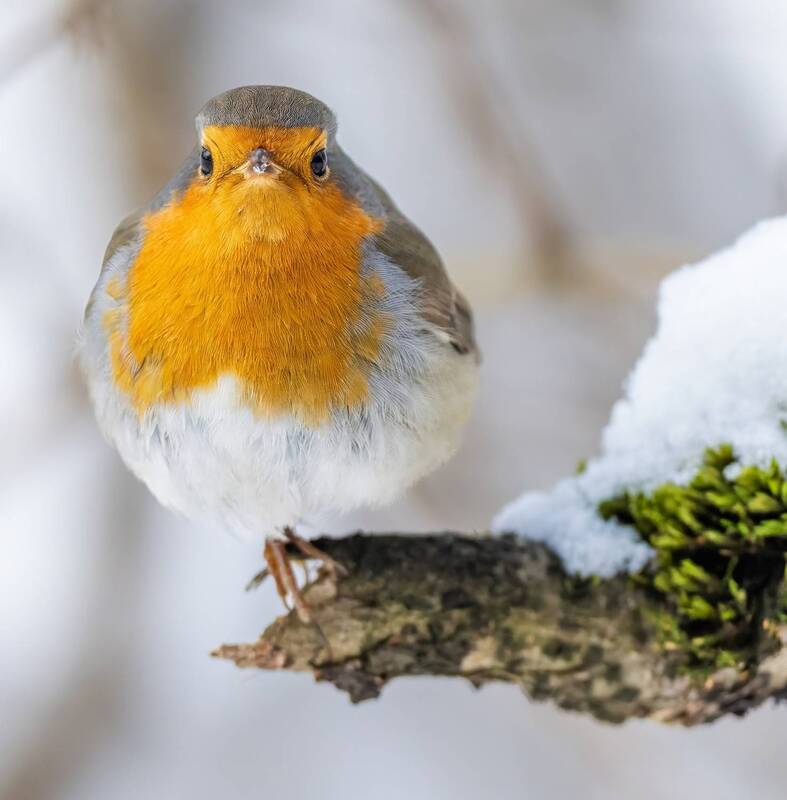 Авторитетный фото превью