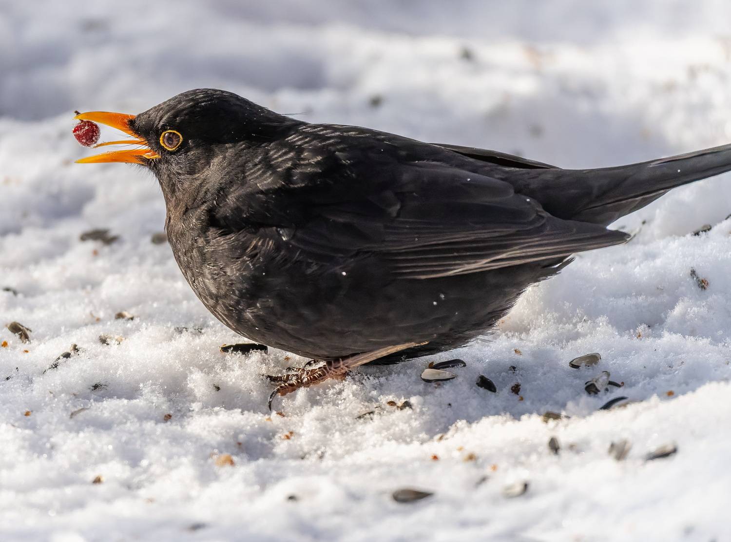 , Дем Константин