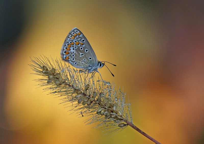 Голубянка на фоне осени фото превью