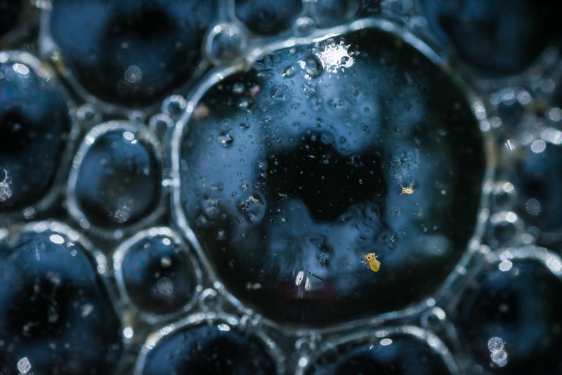 коллемболы, пузырьки, пузырь Жизнь на новой планете фото превью