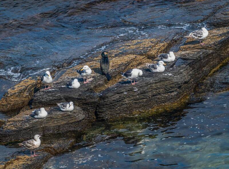 большой баклан, чернохвостые чайки, русский остров, приморский край, мыс вятлина На отдыхе фото превью