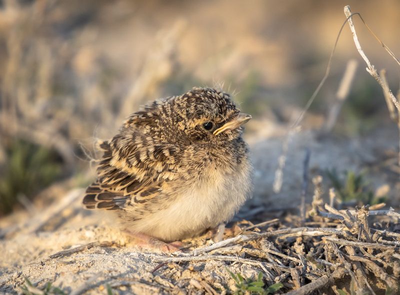 Птенец жаворонка.  фото превью