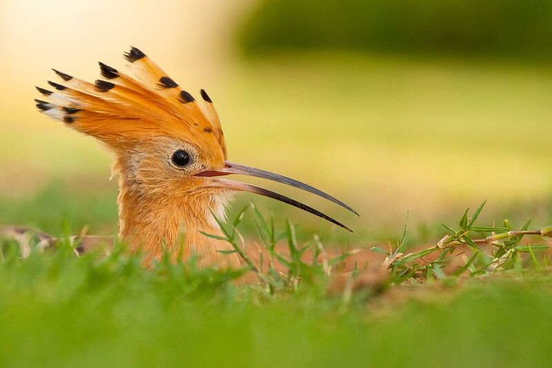 Hoopoe фото превью