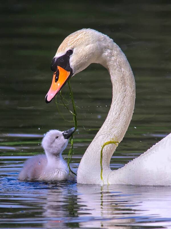 лебедь-шипун, cygnus olor С мамой фото превью