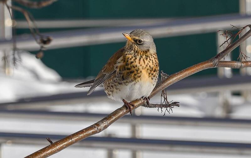 Позирует фото превью