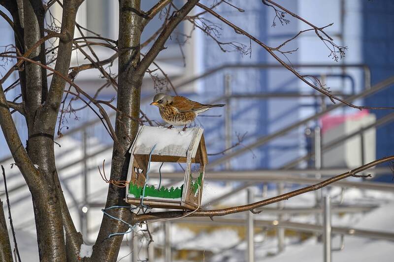 Рябину поклевали, теперь пора кормушку осмотреть фото превью