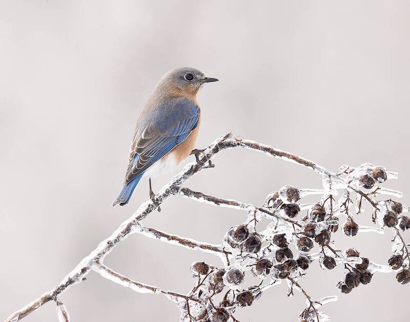 восточная сиалия, eastern bluebird, bluebird, зима, winter bird, птицы, snow, winter, cold Female. Eastern Bluebird -  Восточная сиалия фото превью