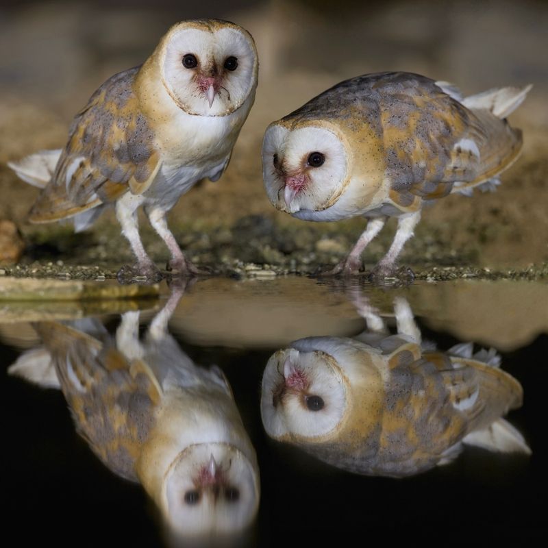 Night Guests фото превью