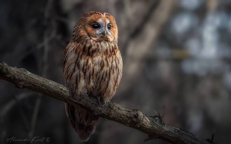 сова, неясыть, серая неясыть, обыкновенная неясыть, strix aluco, tawny owl В лесных дебрях фото превью