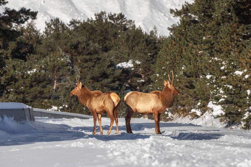 кавказ, кабардино-балкария, кбр, горы, черек, уштулу, олени, благородный олень, зима в горах, горы зимой Спина к спине фото превью
