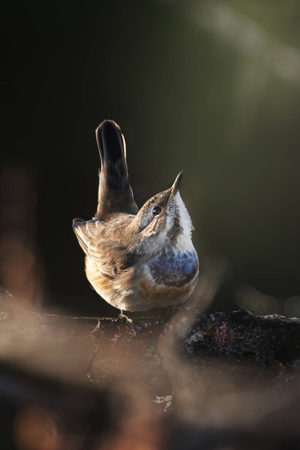 wildlife, birdwatching, nature, bird photography, птица, фотоохота, природа, варакушка, Полина Шальнева