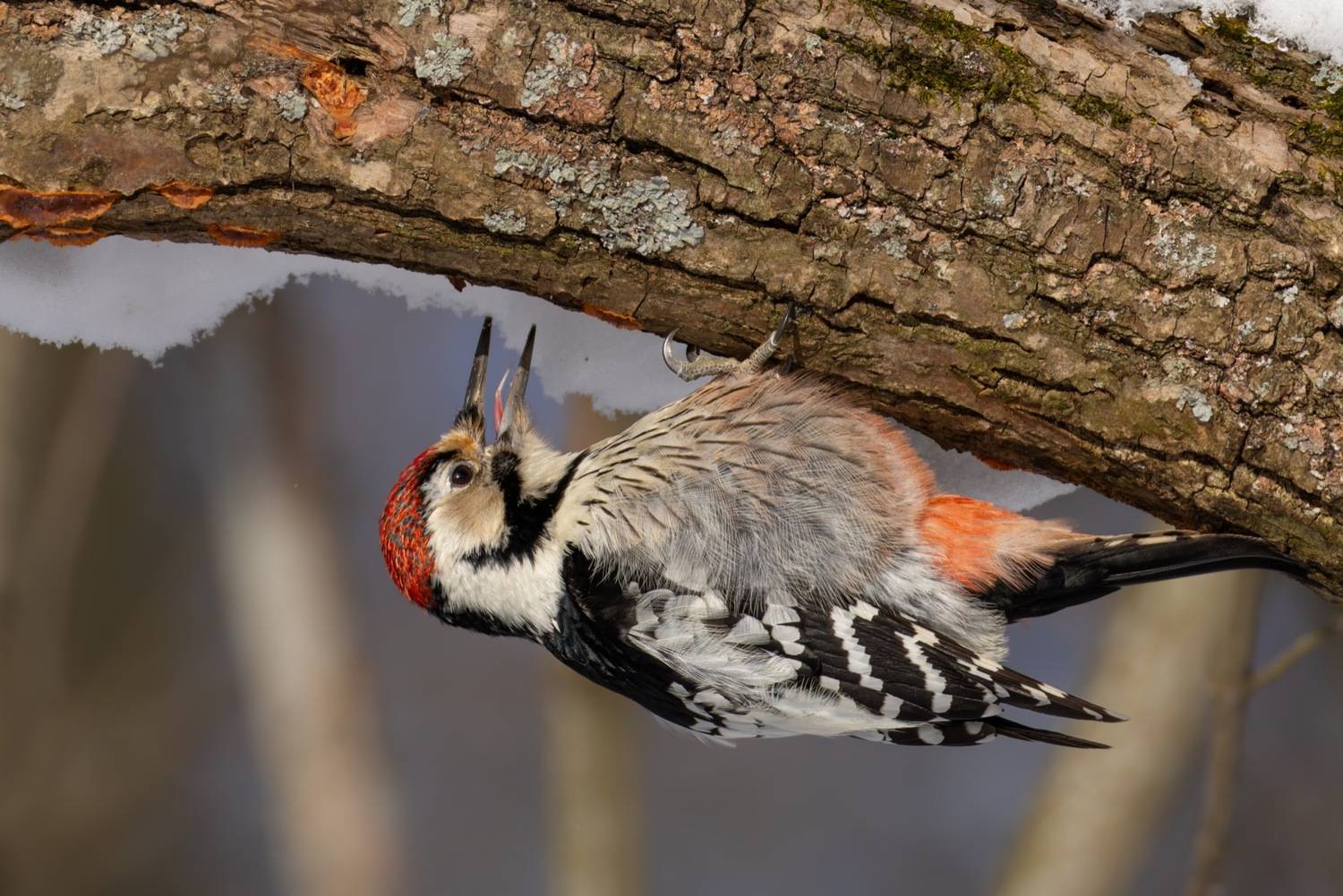 дятел, красная книга, белоспинный дятел, птицы, Ruslan Pl