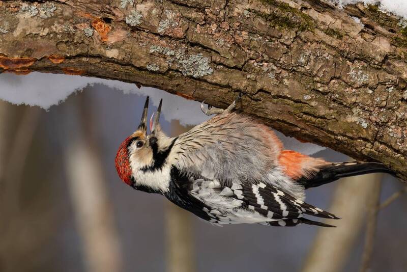 дятел, красная книга, белоспинный дятел, птицы Белоспинный дятел фото превью