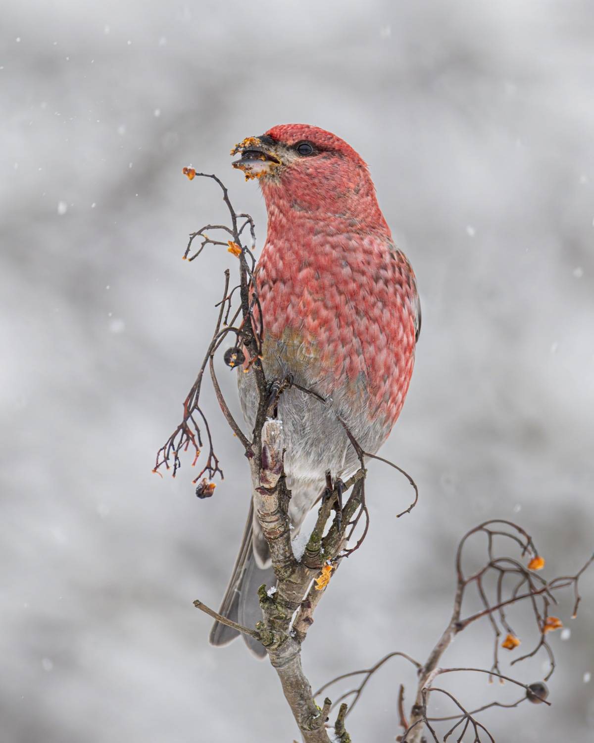 щур, рябина, птицы, Ruslan Pl