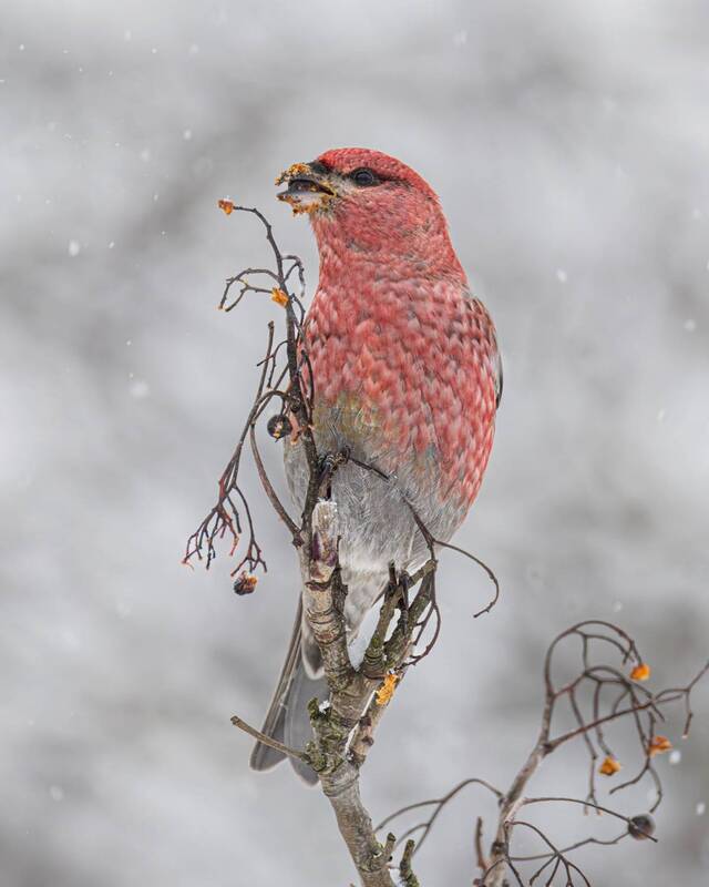 щур, рябина, птицы Щур фото превью