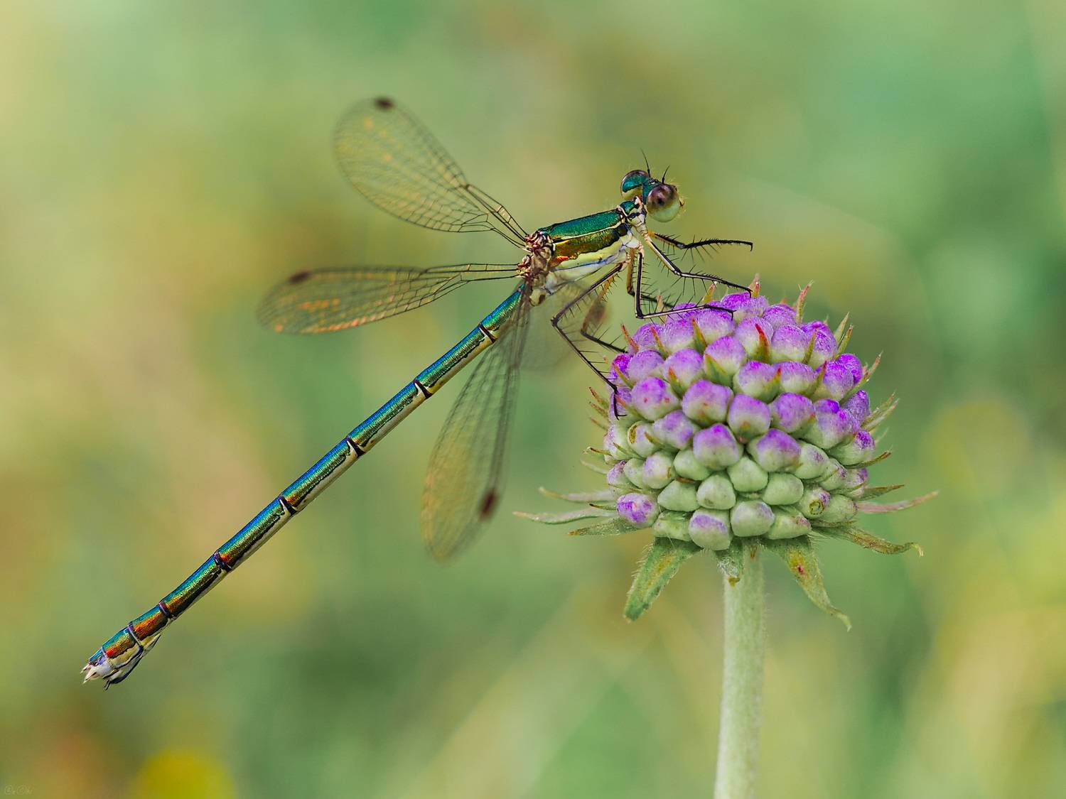 стрекоза, лютка, Чи. Анатолий