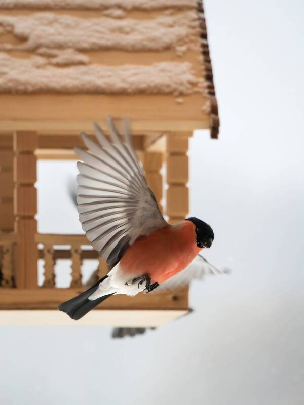 птицы, зима Снегирь у кормушки фото превью