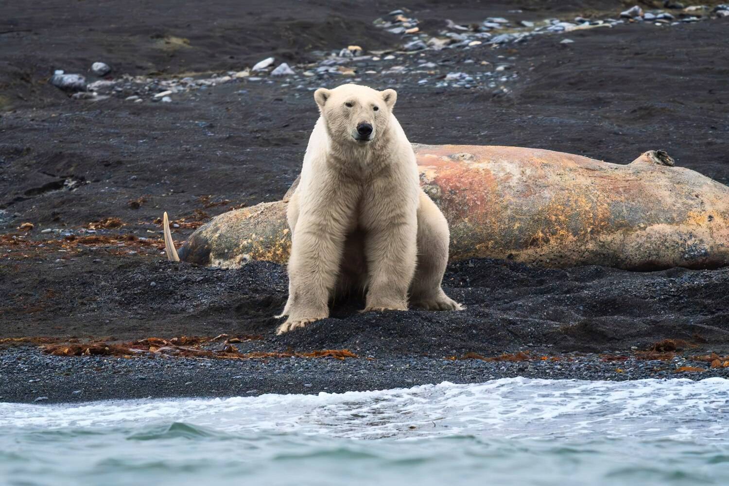 Белый, медведь, Андрей Гусаров