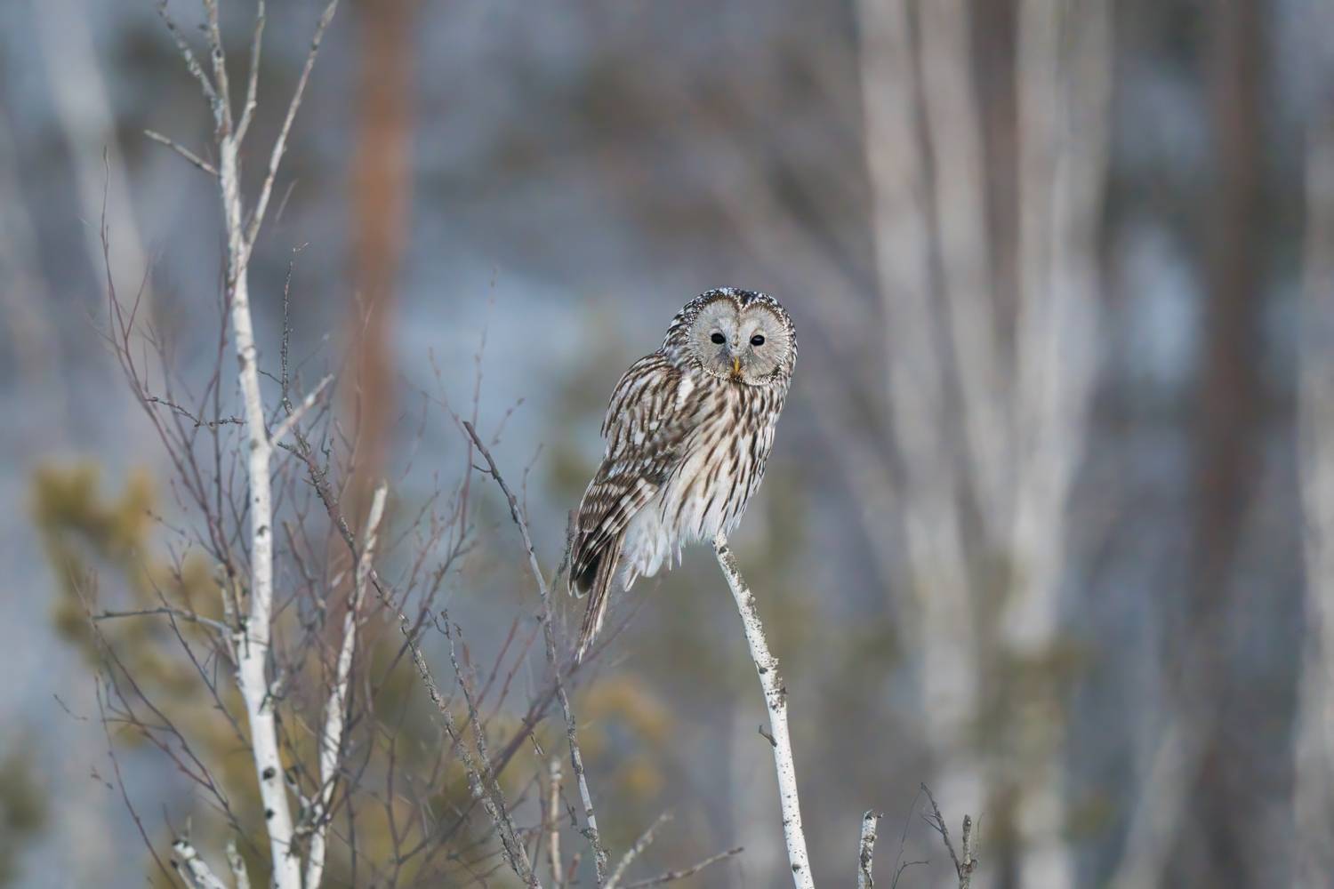 , Большаков Алексей