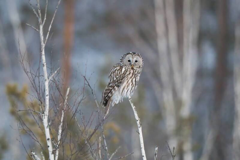 Неясыть фото превью