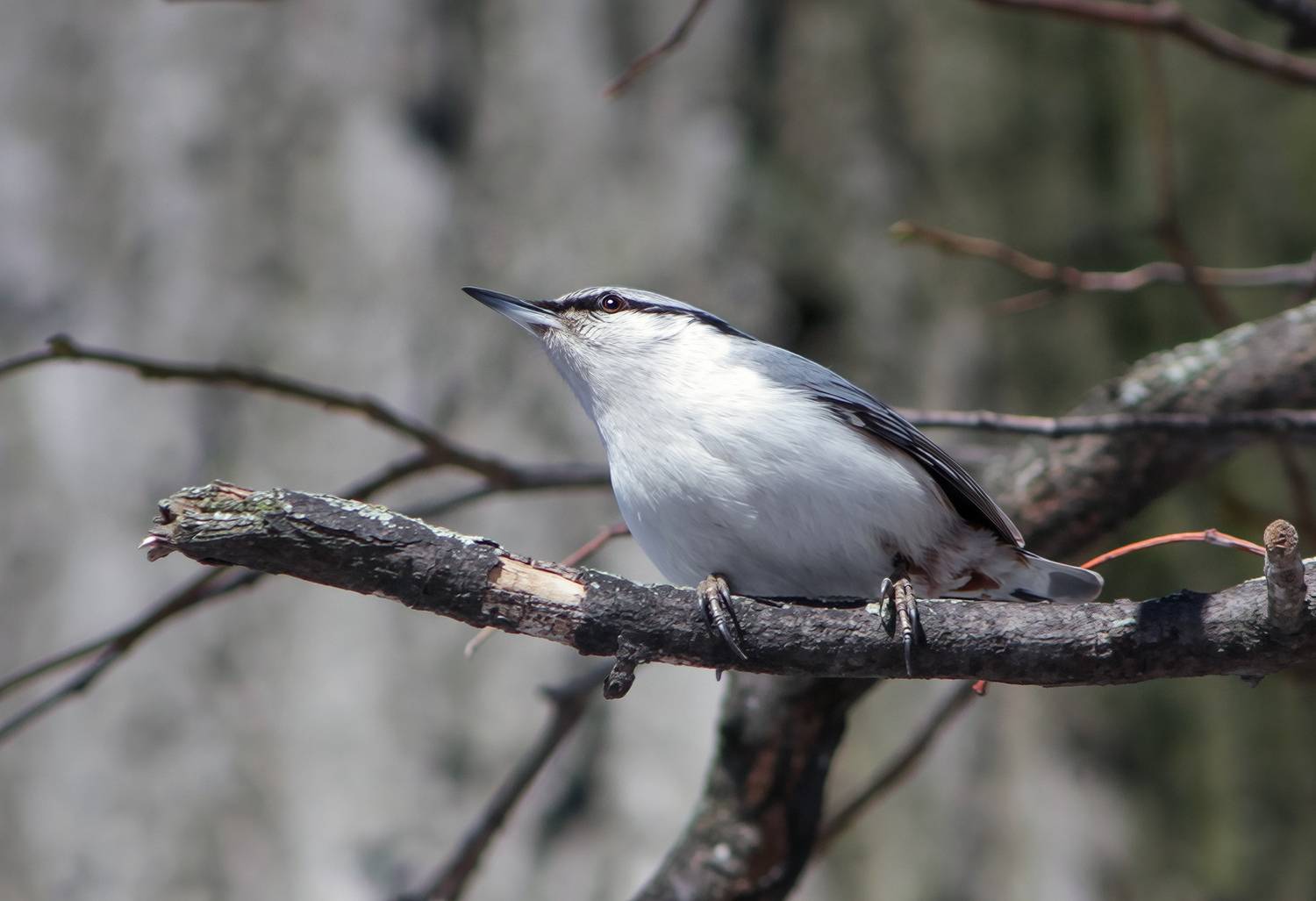 поползень, обыкновенный поползень, ямщик, sitta europaea, КарОл