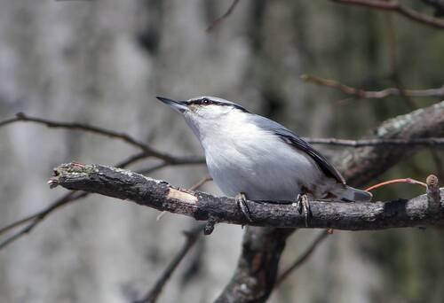 Ямщик (Sitta europaea)