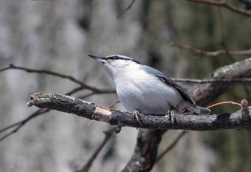 поползень, обыкновенный поползень, ямщик, sitta europaea Ямщик (Sitta europaea) фото превью