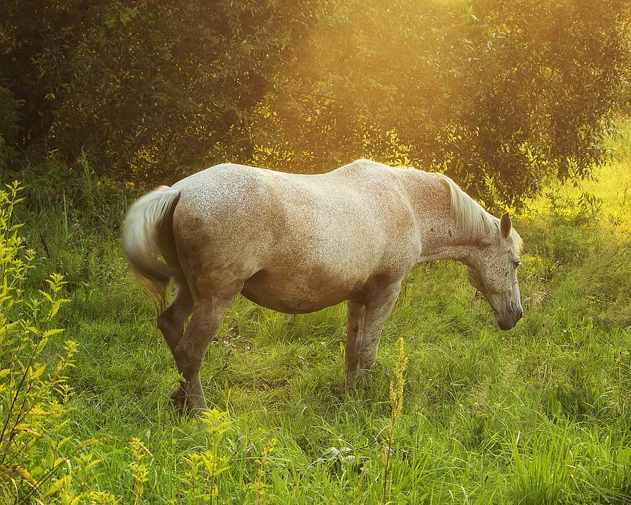 животные, лошадь, летний луг, Приходько Ирина