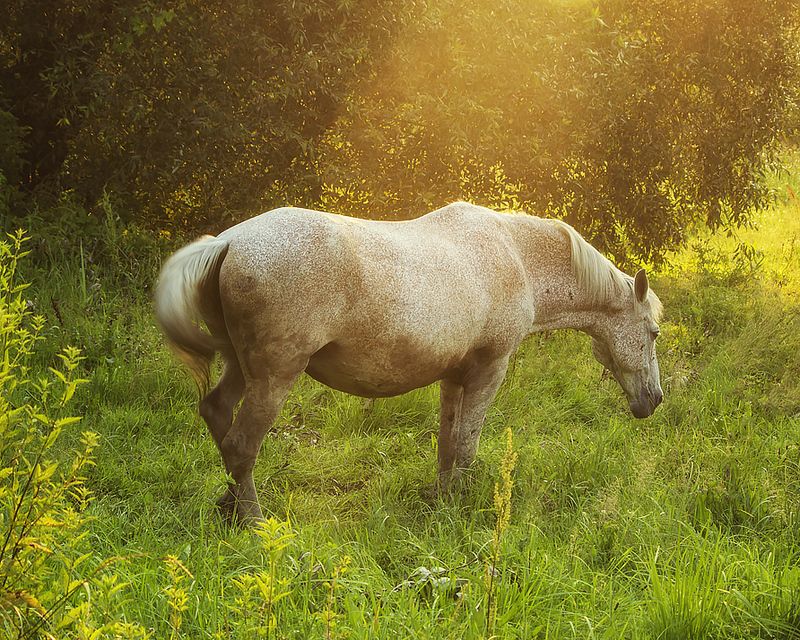 животные, лошадь, летний луг С наступившим годом Лошади! фото превью