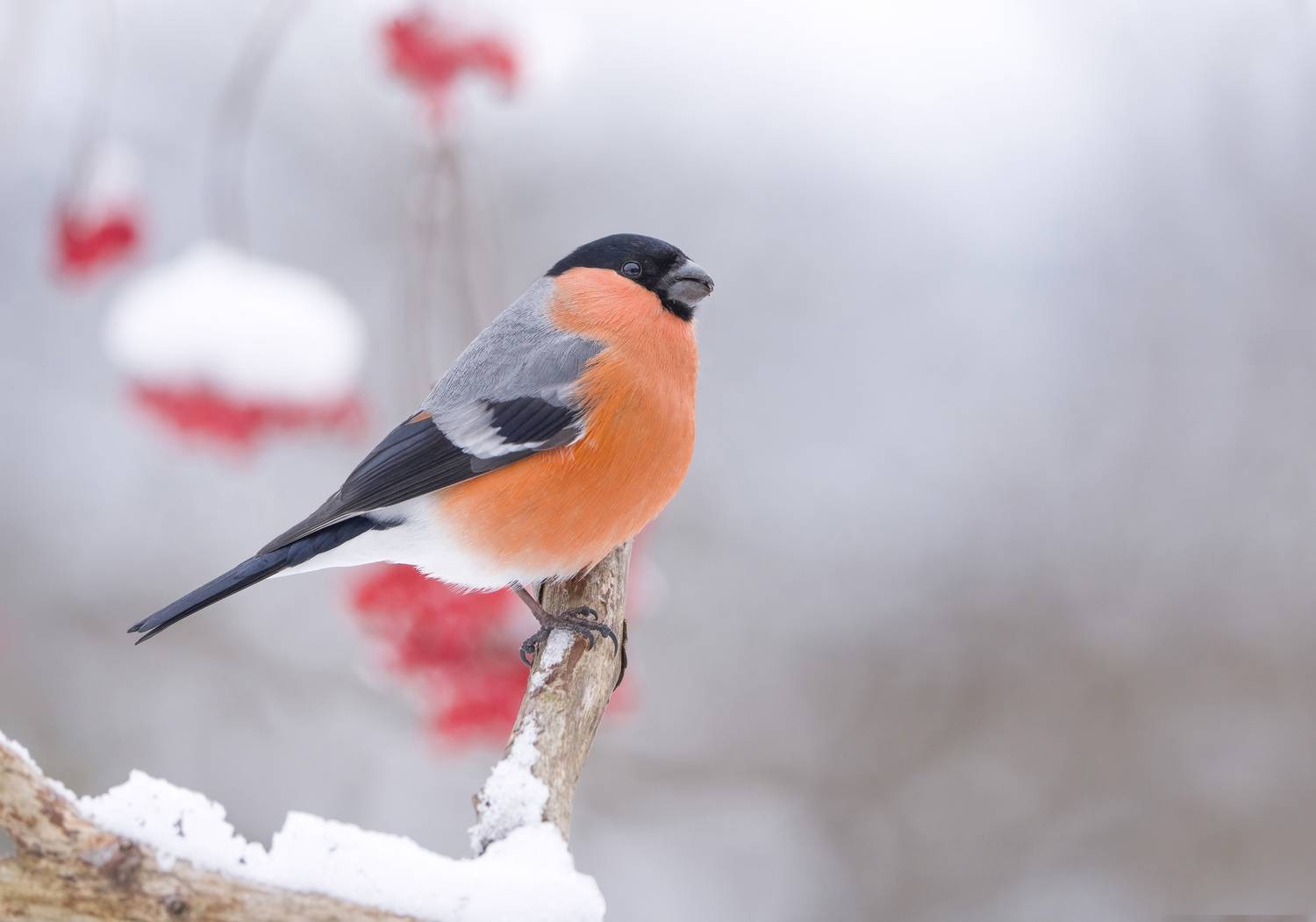 птицы, природа, зима, Андрей Киселёв