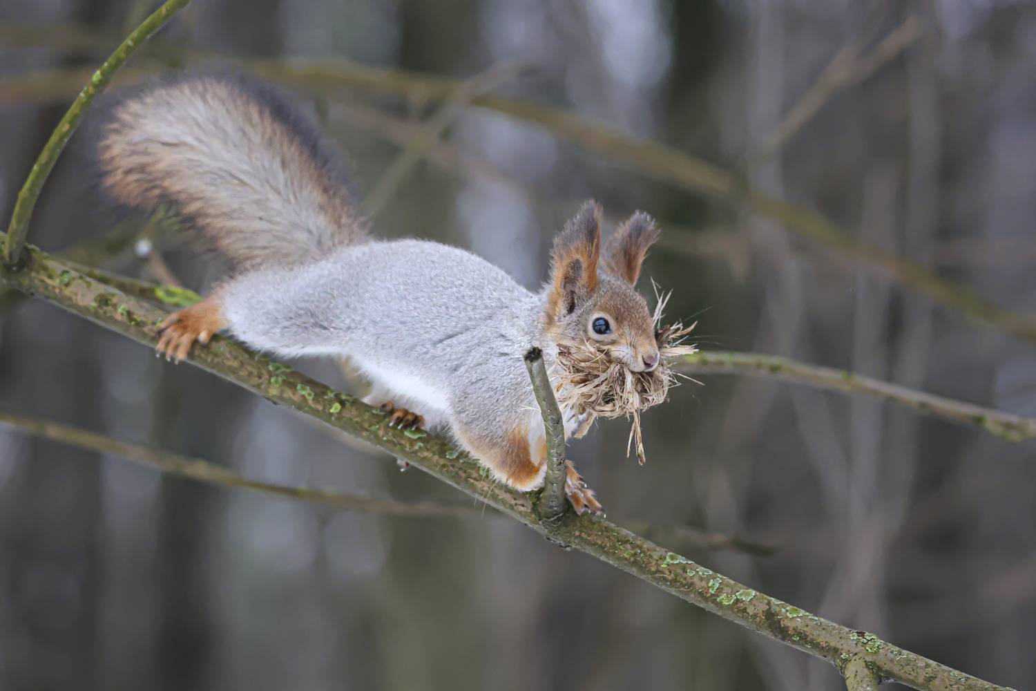 белка, кусковский парк, москва, Marat Magov