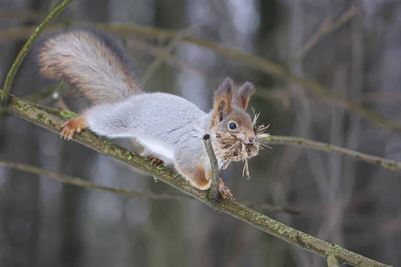 белка, кусковский парк, москва *** фото превью