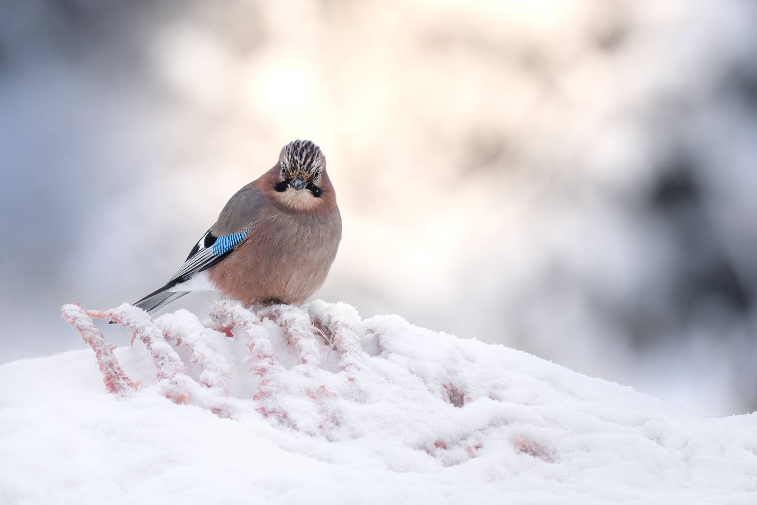 сойка, jay, птицы, хищник, птица, birwatching, фотоохота, природа, лес, зима, снегопад, снег, Беларусь, Михаил Ездаков