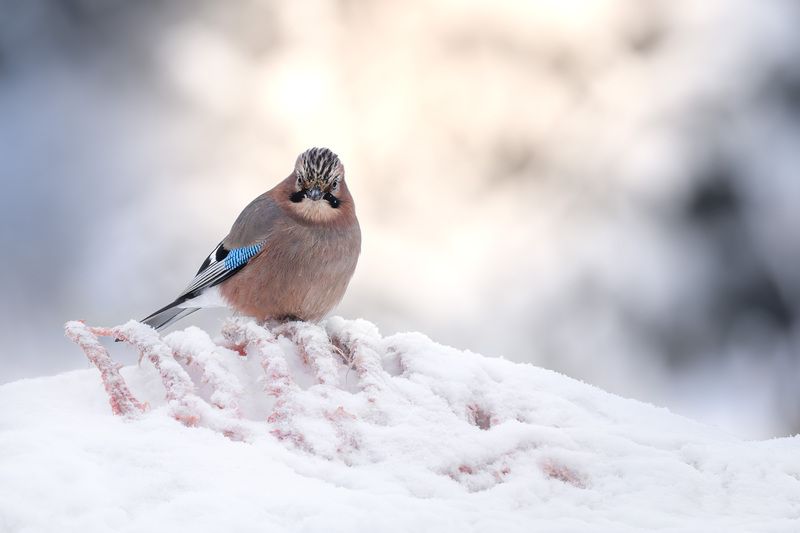 сойка, jay, птицы, хищник, птица, birwatching, фотоохота, природа, лес, зима, снегопад, снег, Беларусь Опасная встреча фото превью