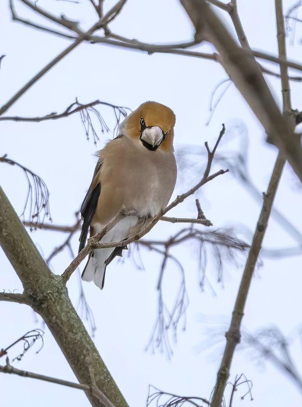 птицы, зима, дубонос Дубонос фото превью