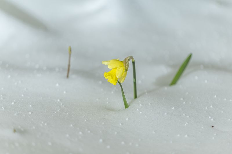 снег, нарцисс, весна А у нас весной бывает  снегопад... фото превью