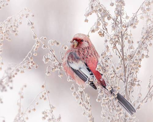 Урагус. (2 фото)