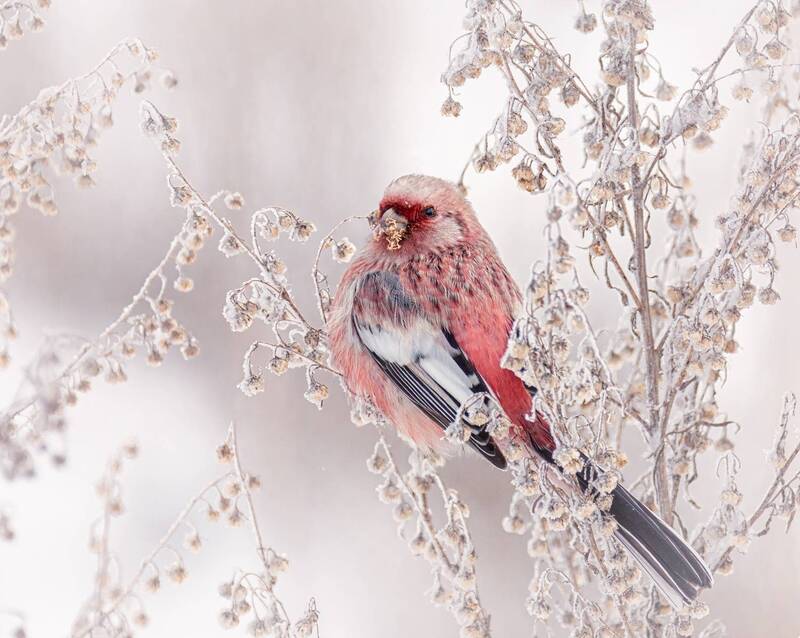 Урагус. (2 фото) фото превью