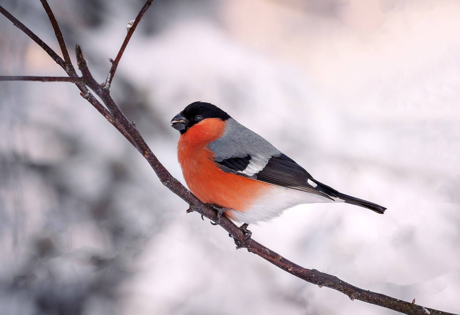 , Сергей Белокуров